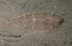 Arnoglossus laterna