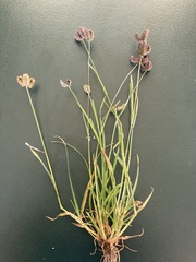 Eleusine tristachya
