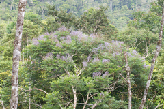 Jacaranda copaia