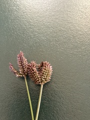 Eleusine tristachya