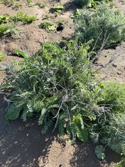 Astragalus trichopodus