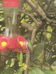 Chrysuronia versicolor