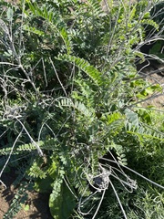 Astragalus trichopodus