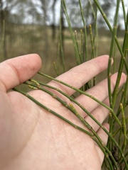 Allocasuarina luehmannii