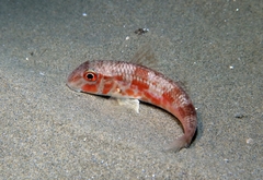 Mullus barbatus