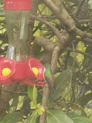 Chrysuronia versicolor