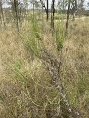 Allocasuarina luehmannii