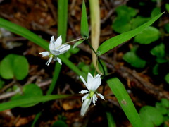 Arthropodium candidum