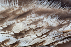 Botaurus poiciloptilus
