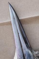 Botaurus poiciloptilus