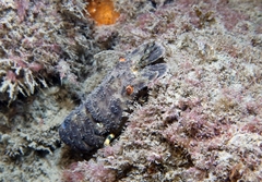Scyllarus arctus