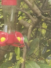 Chrysuronia versicolor