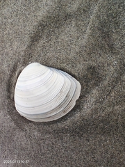 Crassula aequilatera