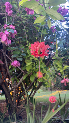 Hibiscus schizopetalus