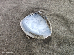 Crassula aequilatera