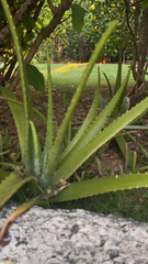 Aloe vera