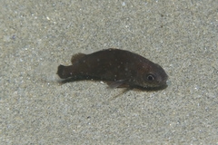 Umbrina canariensis