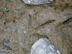 Charadrius vociferus