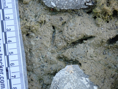 Charadrius vociferus