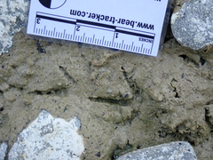 Charadrius vociferus