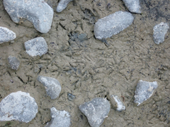 Charadrius vociferus