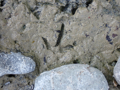 Charadrius vociferus