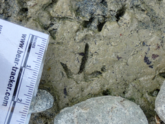 Charadrius vociferus