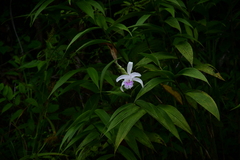 Sobralia rosea