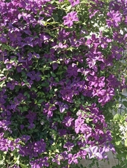 Clematis × jackmanii