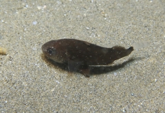Umbrina canariensis