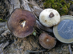 Cerioporus meridionalis