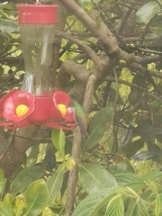 Chrysuronia versicolor