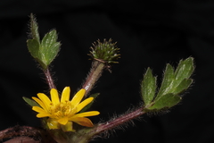 Ranunculus praemorsus