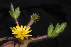 Ranunculus praemorsus