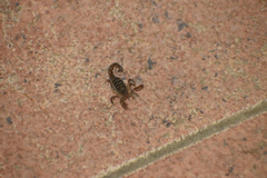 Bothriurus