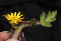 Ranunculus praemorsus