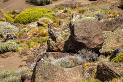 Bubo virginianus magellanicus