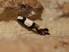 Monopis icterogastra