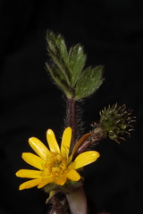 Ranunculus praemorsus