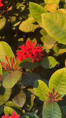 Ixora coccinea