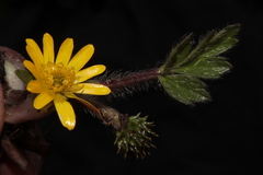 Ranunculus praemorsus