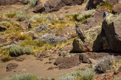 Bubo virginianus magellanicus