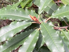 Photinia serratifolia