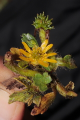 Ranunculus praemorsus