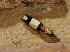 Monopis icterogastra