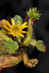 Ranunculus praemorsus