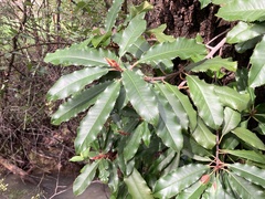 Photinia serratifolia