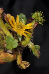 Ranunculus praemorsus