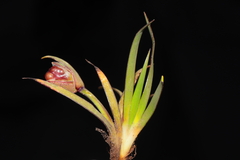 Sisyrinchium palustre