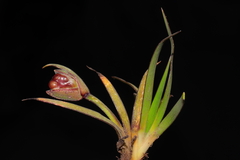 Sisyrinchium palustre